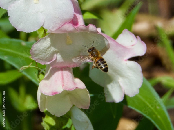 Obraz bee on pink flower