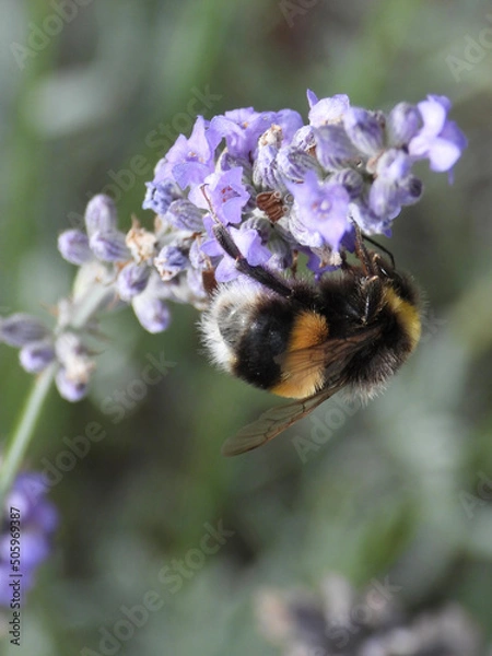 Obraz bee on a flower