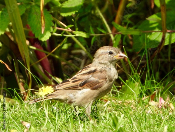 Fototapeta sparrow on a grass