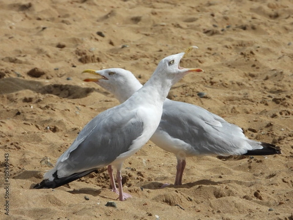 Obraz seagulls on the beach making noise