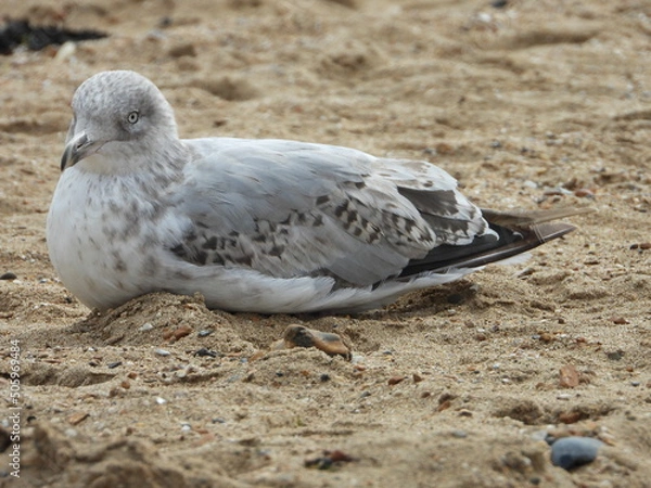 Obraz seagull on the beach
