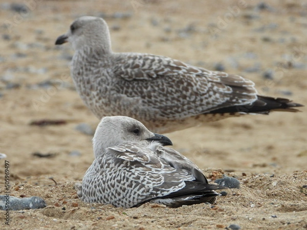 Obraz Seagulls on the beach