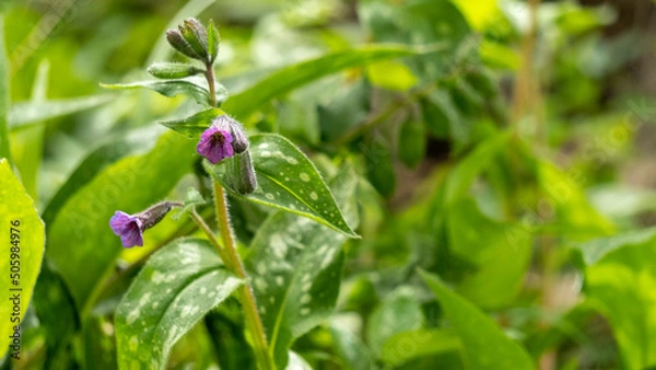 Fototapeta Close up of a wild plant with mottled leaves and pink flowers, called, 'lungwort'