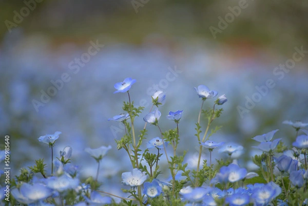 Obraz 群生するネモフィラ