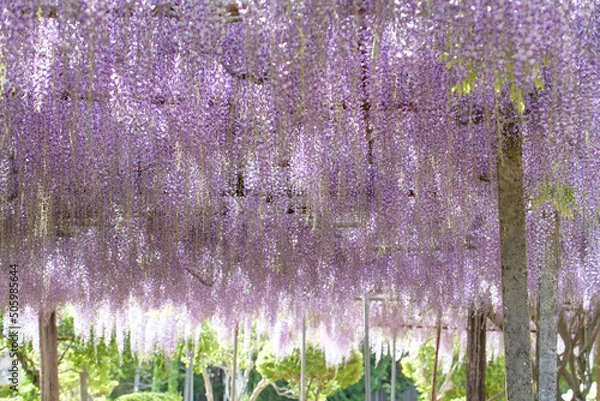 Fototapeta 日を浴びる満開の藤棚