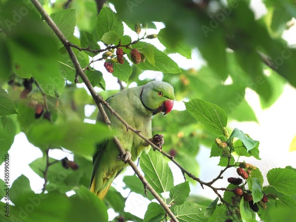 Obraz ワカケホンセイインコと桑の実