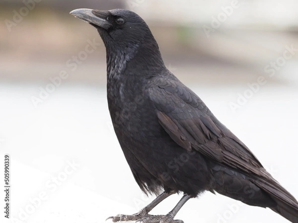 Fototapeta カラス