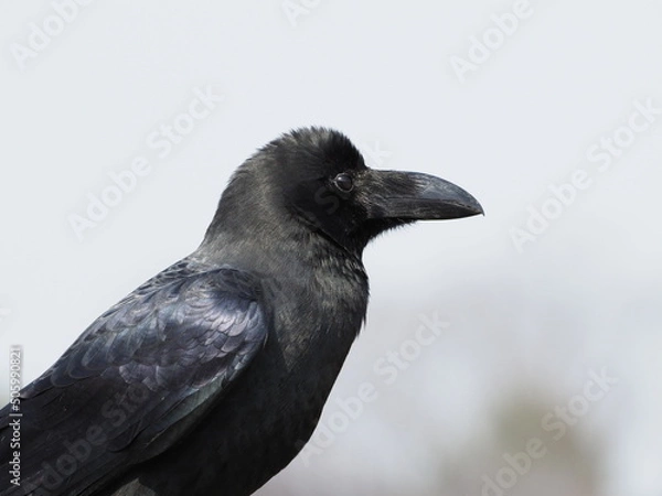 Fototapeta ハシブトカラス