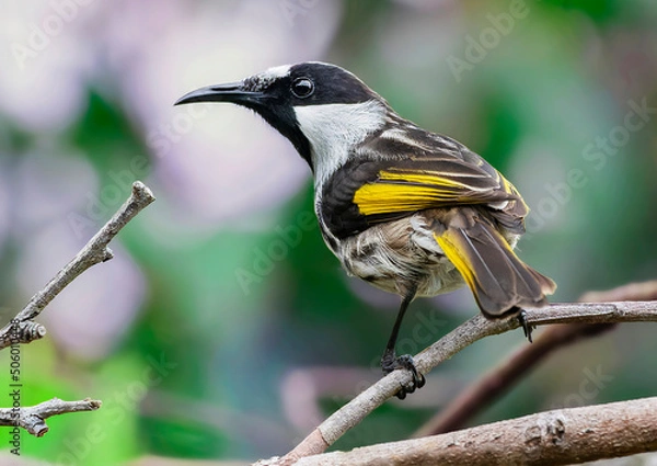 Obraz White-cheeked Honeyeater