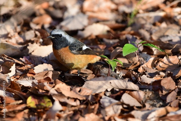 Obraz 目の前で縄張り主張するジョウビタキ オス