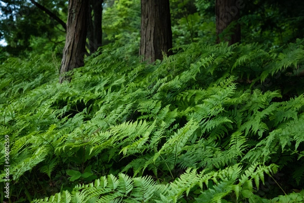 Fototapeta Clumping ferns in the forest