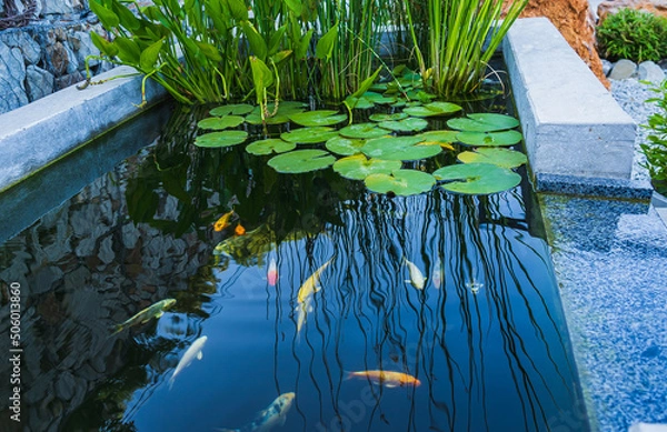 Obraz A small private rectangular pond made of concrete raised above the ground with pond plants and colorful koi