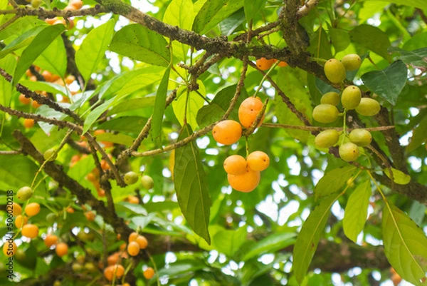 Fototapeta closeup of Burmese grape on the tree at Thailand