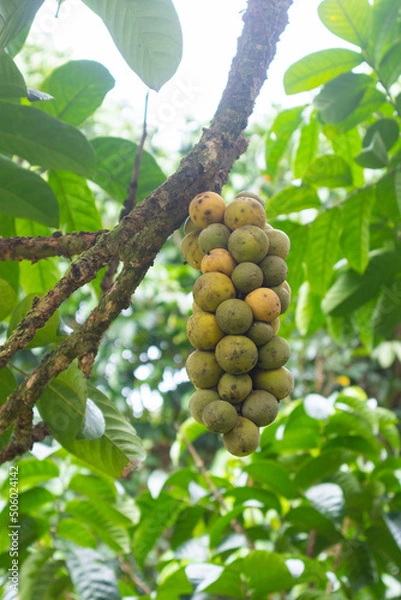 Fototapeta closeup of Lansium parasiticum or longkong tree at Thailand