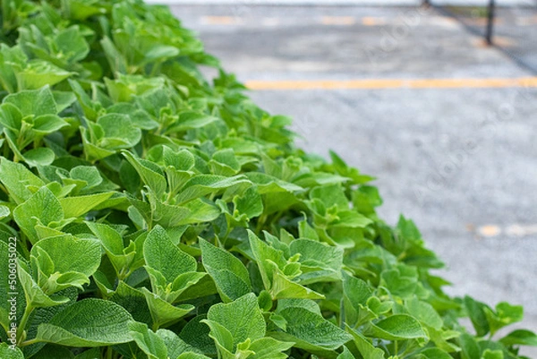 Obraz 群生する緑の葉っぱと駐車場のライン