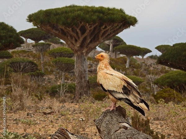Obraz red winged blackbird