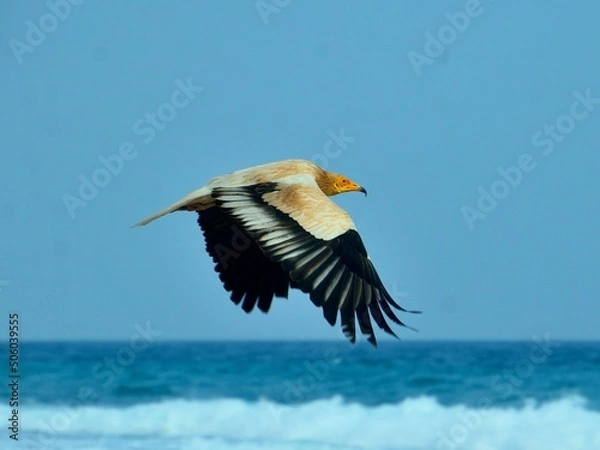 Obraz a bird in flight