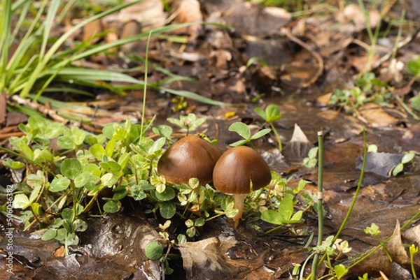 Obraz Two Mushrooms Background