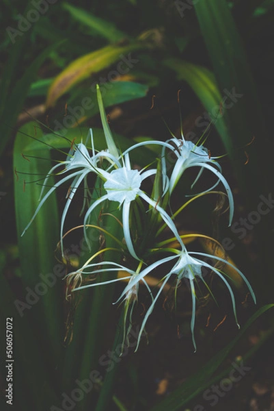 Fototapeta close up of hemp