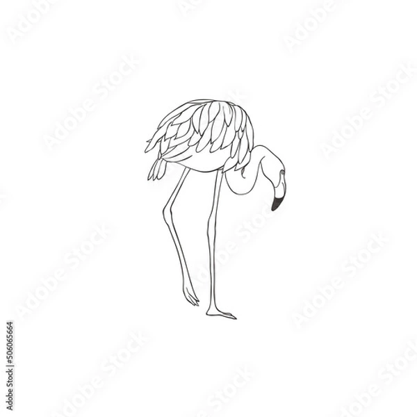 Fototapeta Flamingo on white background. Vector.