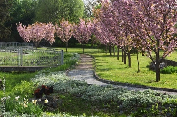 Obraz Japanese cherry (Sakura) blossoming