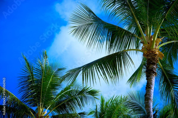 Fototapeta 椰子の木をみるとリゾートに来たと癒されます〜