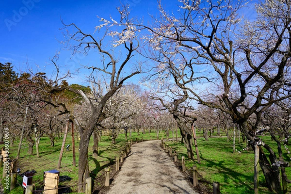 Fototapeta 梅の花