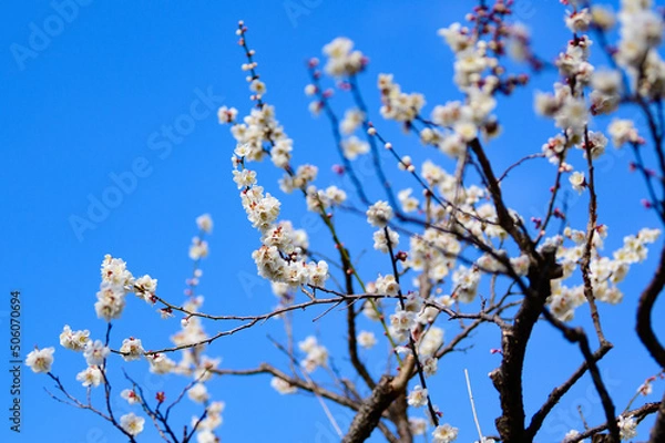 Fototapeta 梅の花