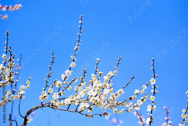 Fototapeta 梅の花