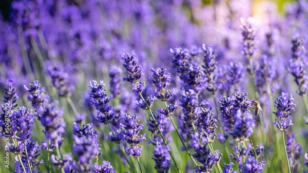 Obraz Kwitnąca Lawenda