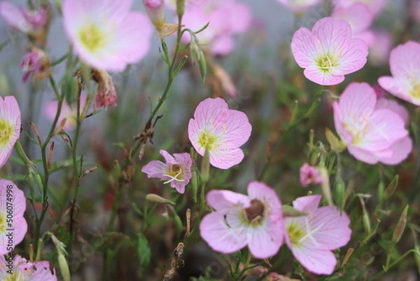 Fototapeta ポピー