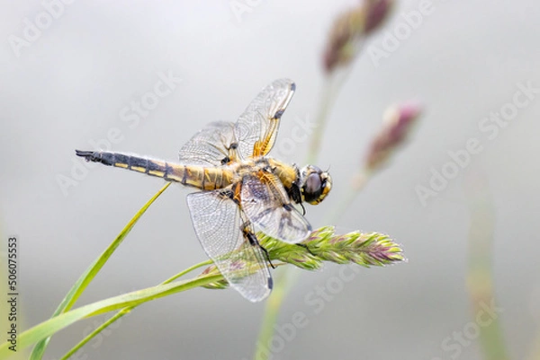 Obraz Libellule à quatre taches - Libellula quadrimaculata