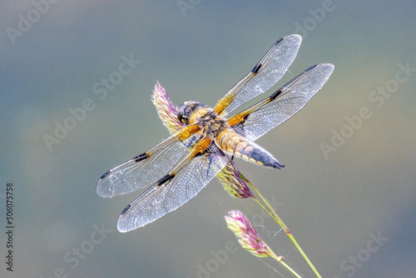 Fototapeta Libellule à quatre taches - Libellula quadrimaculata