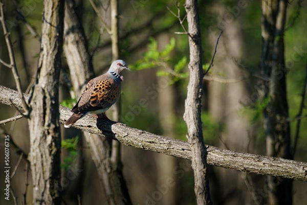 Fototapeta European Turtle-Dove - Streptopelia turtur sitting on the branch, beautiful colours, member of the bird family Columbidae, the doves and pigeons