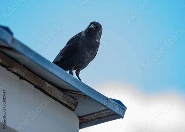 Obraz jackdaw sitting on the roof close-up