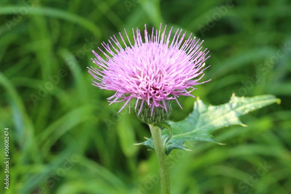 Obraz 初夏の野草の中の一輪のピンクのアザミのアップ
