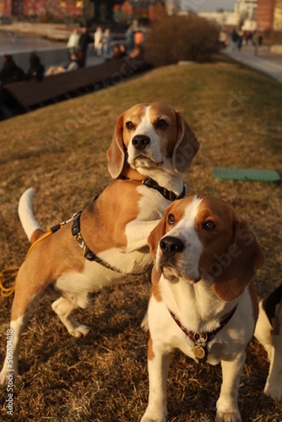 Fototapeta Two beagles pose in the park: one dog puts its front paws on the back of the second dog.