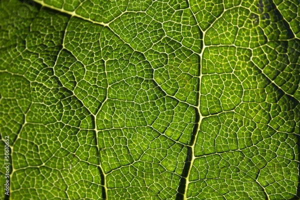Obraz Leaf Veins Close Up