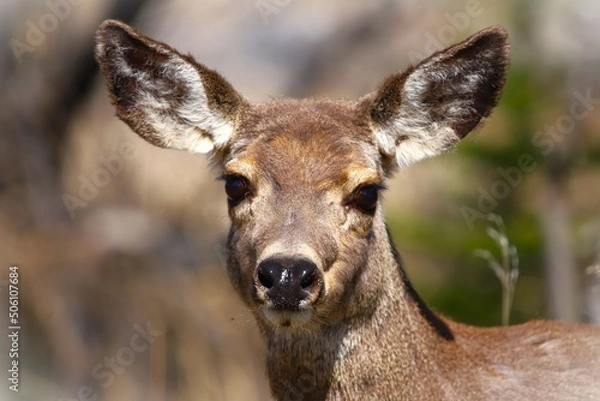 Obraz deer in the forest