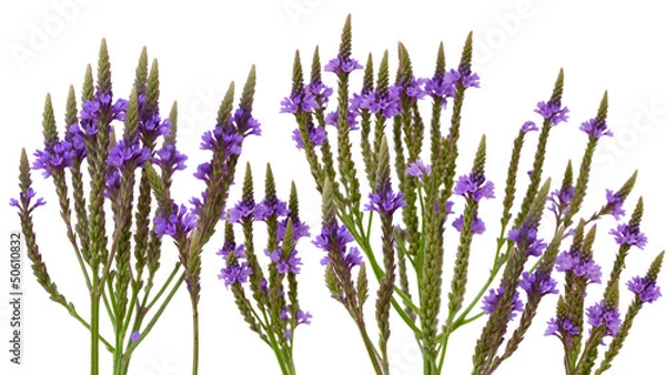 Fototapeta Vervain Verbena