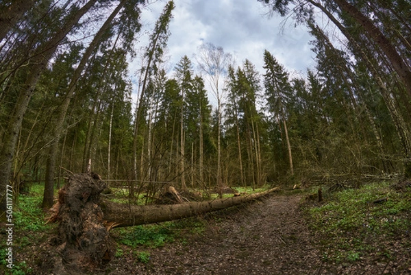 Obraz Path in the spring forest, in cloudy weather, cloudy sky. In the foreground is a wind-blown tree.