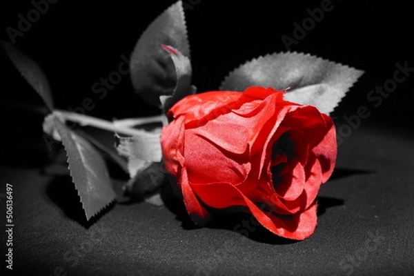 Fototapeta Rose mal anders 