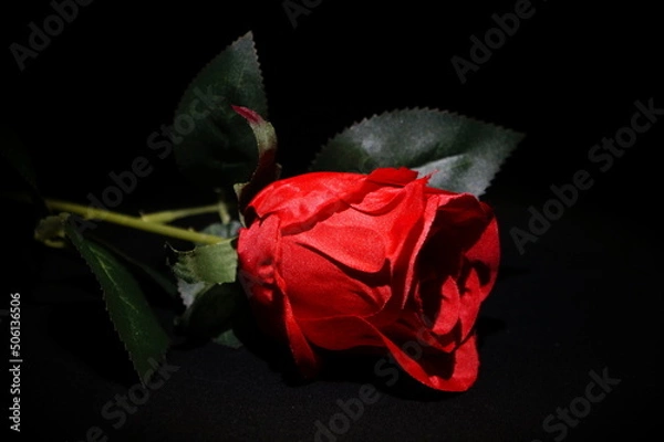 Fototapeta Rote Rose