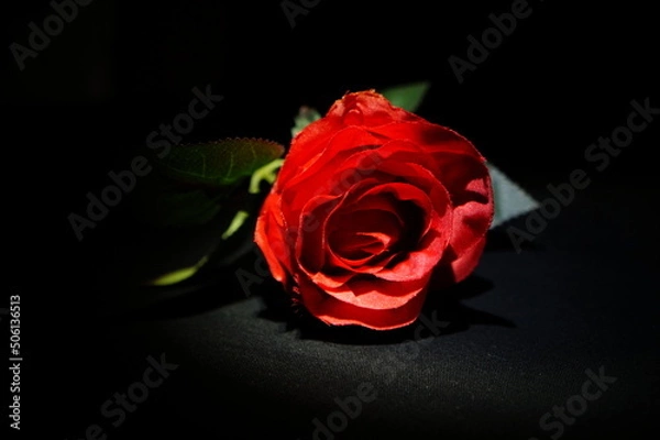 Fototapeta Rote Rose