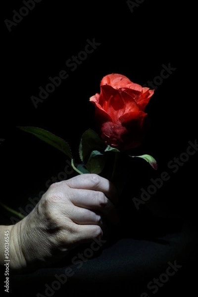 Obraz Hans mit Roter Rose