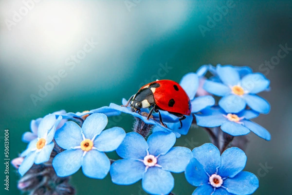 Fototapeta Macro shots, Beautiful nature scene.  Beautiful ladybug on leaf defocused background


