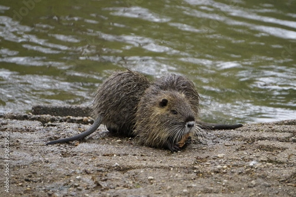 Fototapeta Nutria