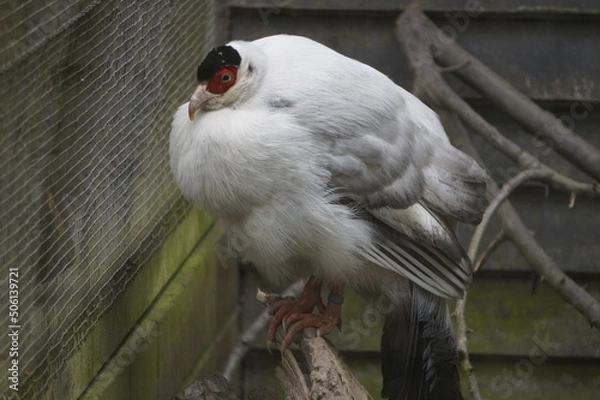 Obraz Weißer Ohrfasan