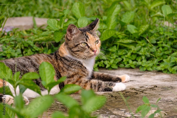 Obraz a cat in the grass