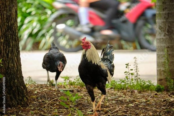 Obraz a rooster in the park